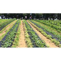 Mulch film for agricultural farms